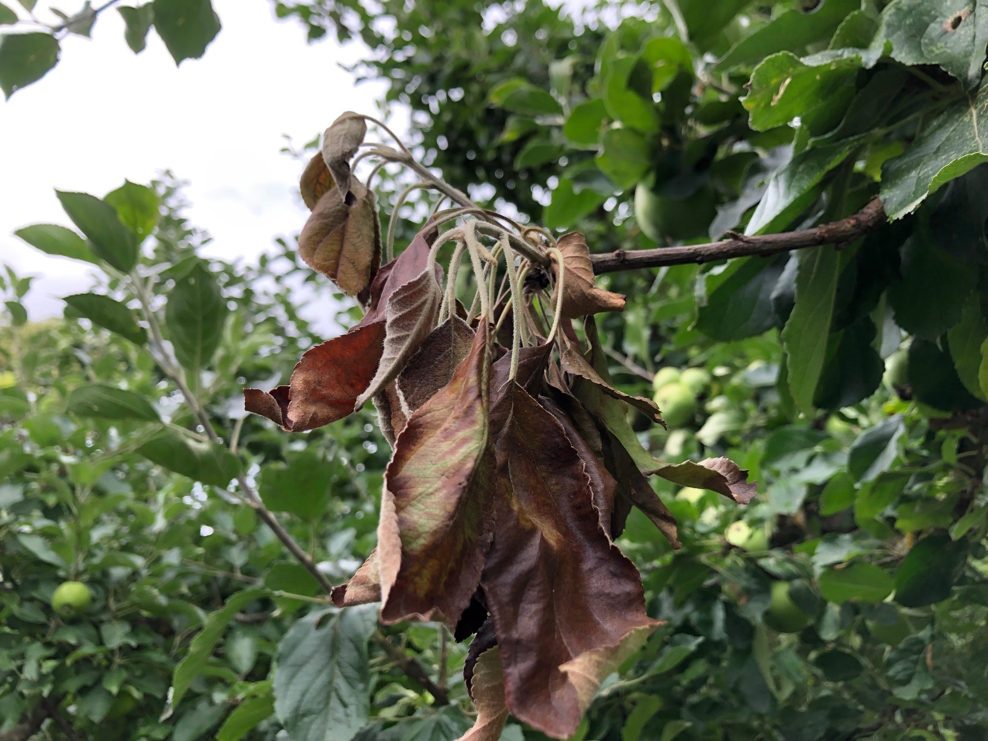 Feuerbrand an Apfelbaum